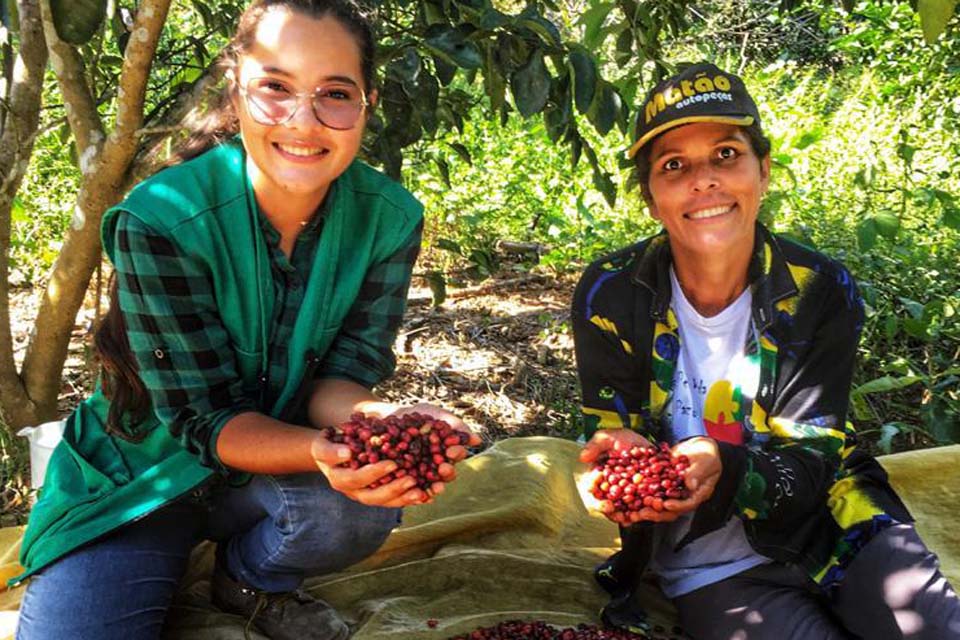 Colheita dos cafés Robustas Amazônicos avança e chega a 40% em Rondônia