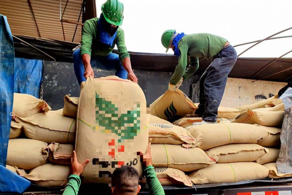 Produtores de Café Robusta Amazônico comemoram êxito de projeto piloto de exportação