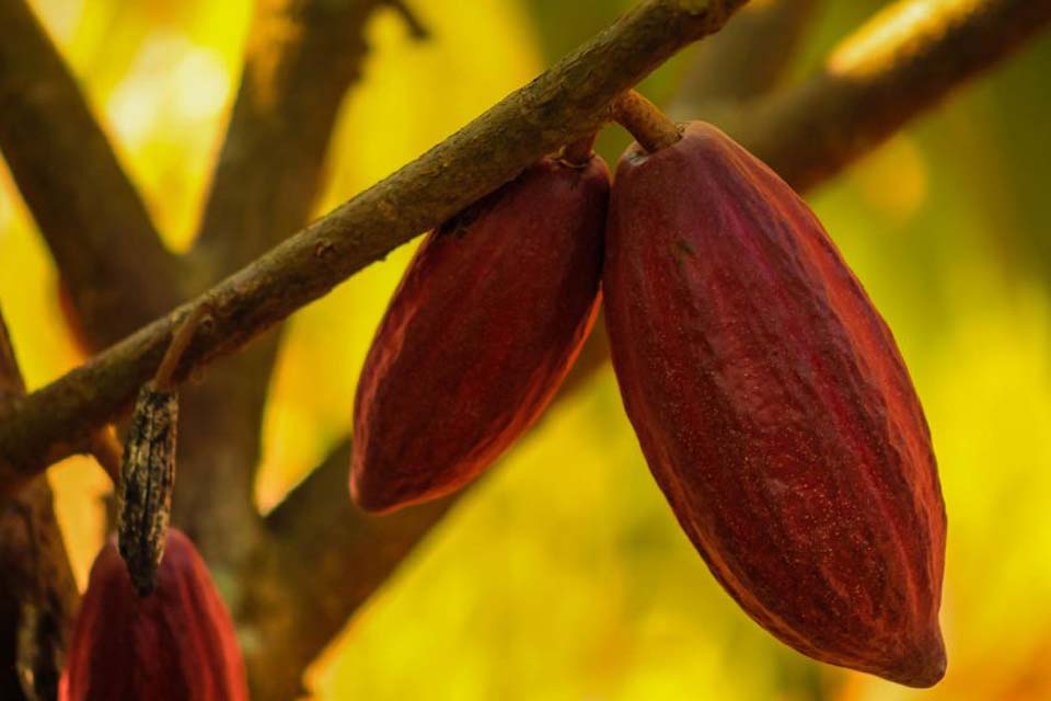 Produtores de Rondônia avançam para fase final do Concurso Nacional do Cacau Especial