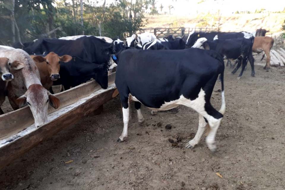 Porto Velho produz 77 mil litros de leite por dia, sendo o 5º maior produtor do Estado de Rondônia