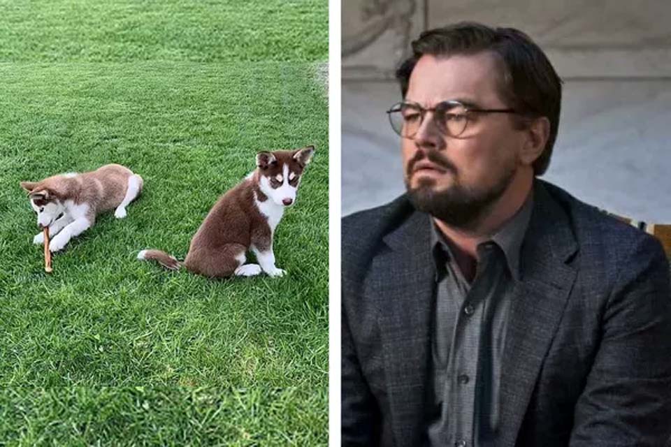 Leonardo DiCaprio pulou em lago congelado para salvar cães