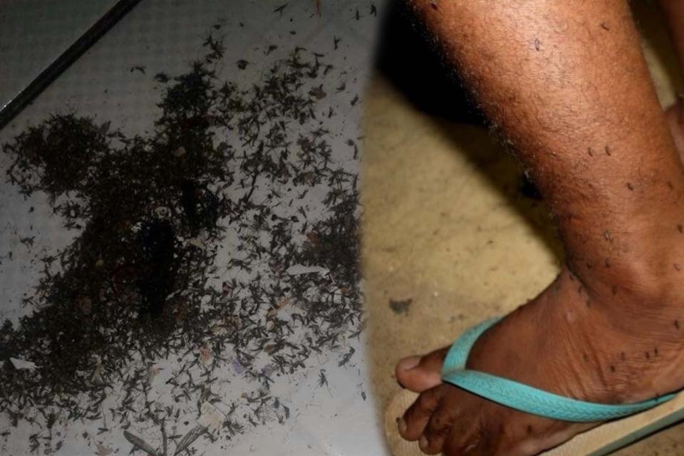 Moradores acionam a Justiça de Rondônia por causa da praga de mosquitos na região rural de Porto Velho