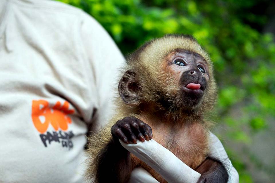 Espécie em risco, macaco-prego-do-peito-amarelo nasce no Bioparque-Rio