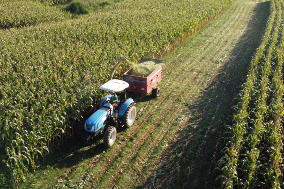 Semaic acompanha a produção de silagem em pequenas propriedades rurais