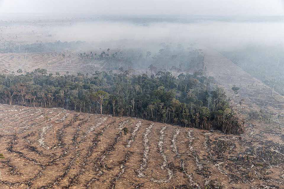 Rondônia lidera redução do desmatamento na Amazônia com queda de 62,5%