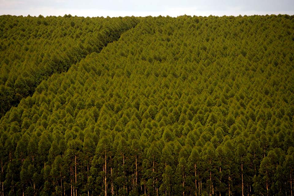 Florestas plantadas no Brasil ocuparam 9,5 milhões de hectares em 2021