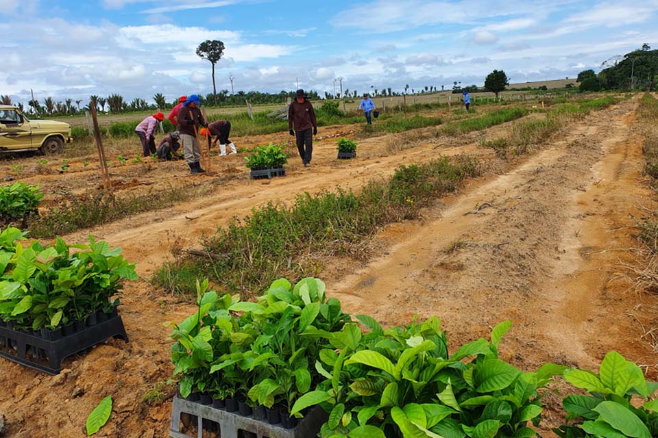 Embrapa implanta Unidades Experimentais do projeto Rede Café em Rondônia