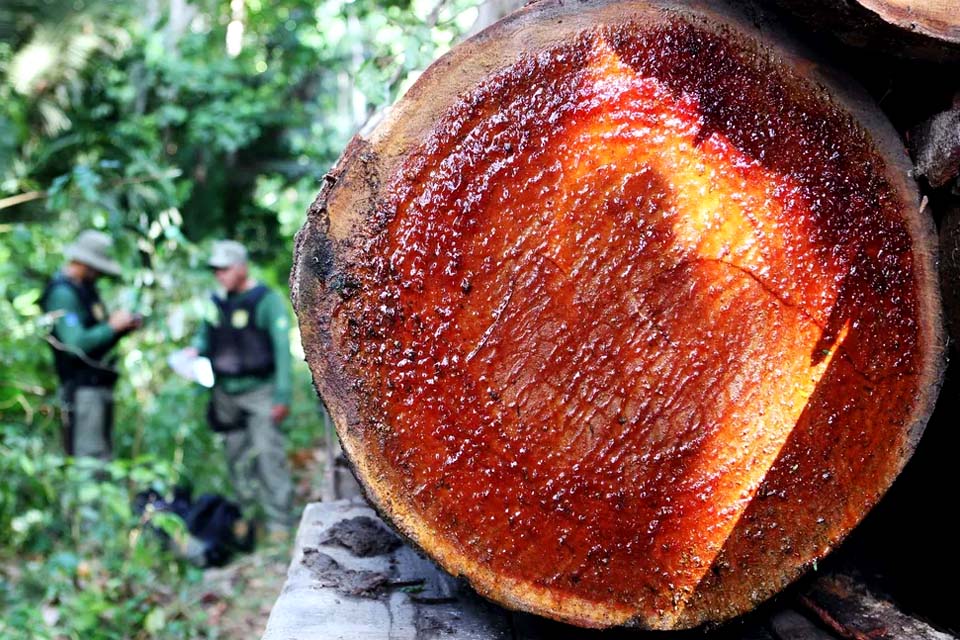 Extração ilegal de madeira cresce 11 vezes em terras indígenas do Pará