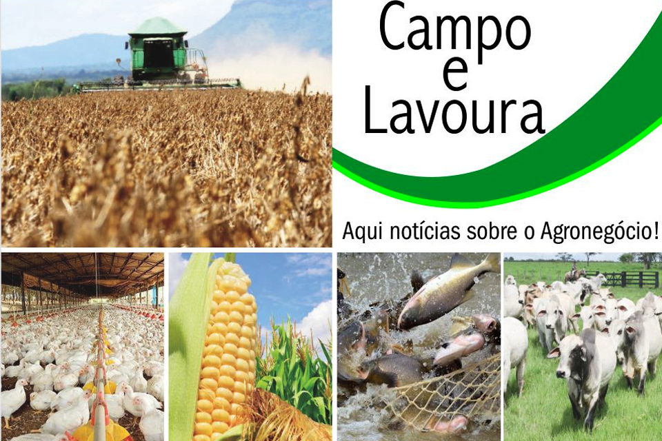 Pecuária rondoniense revela musculatura; Padovani anuncia programa Agro-leite; Rondônia distribuiu 600 equipamentos agrícolas