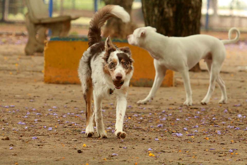 Governo cria grupo de trabalho para proteção dos direitos dos animais