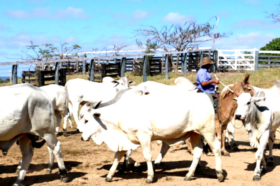 Ações para prevenção e controle da raiva são intensificadas para fortalecimento da defesa sanitária animal