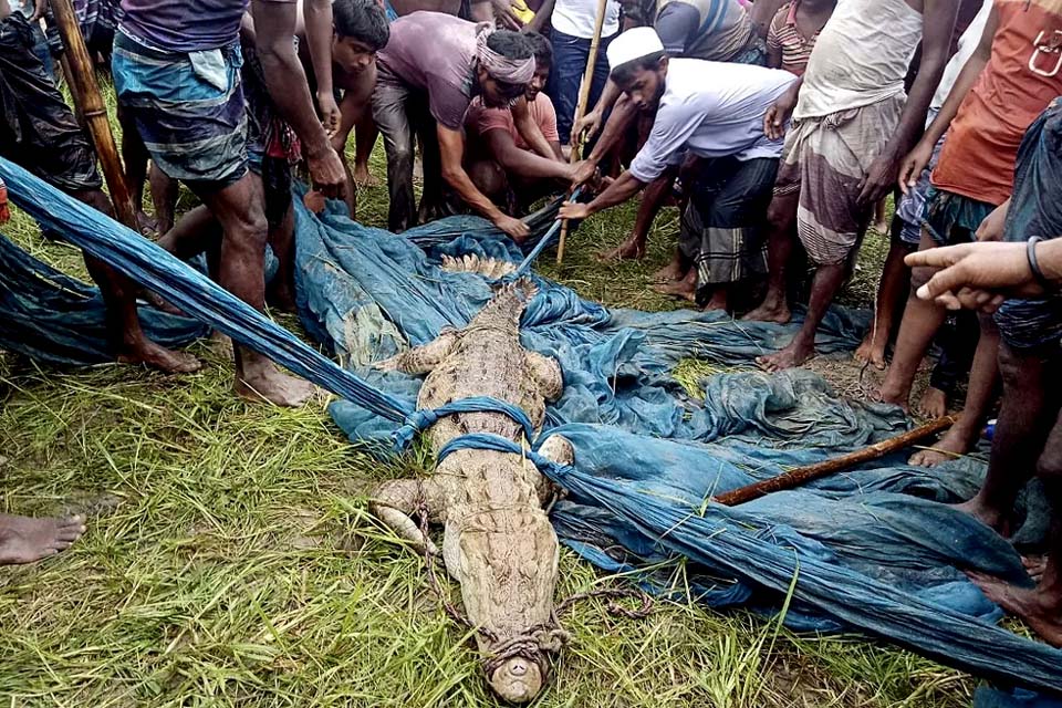 Crocodilo considerado extinto é capturado em Bangladesh