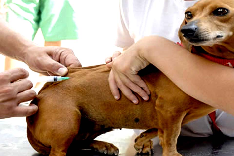 Unidade de vigilância e Zoonoses realiza vacinação antirrábica no Distrito Divinópolis