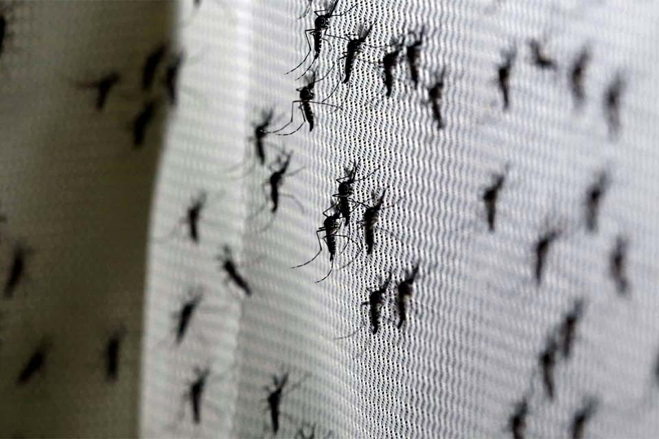 Aumenta preocupação com doenças ligadas ao Aedes aegypti no verão