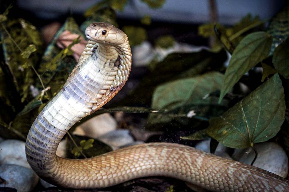 Serpentes apreendidas em Brasília já estão no Butantan