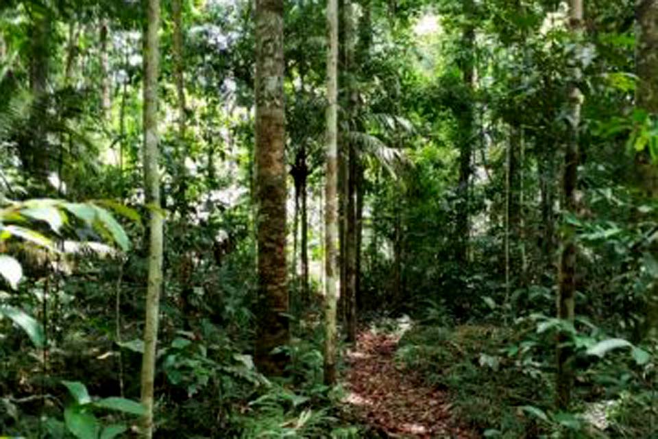 Estudo da Fiocruz em Rondônia mostra avanços no conhecimento dos transmissores de leishmaniose