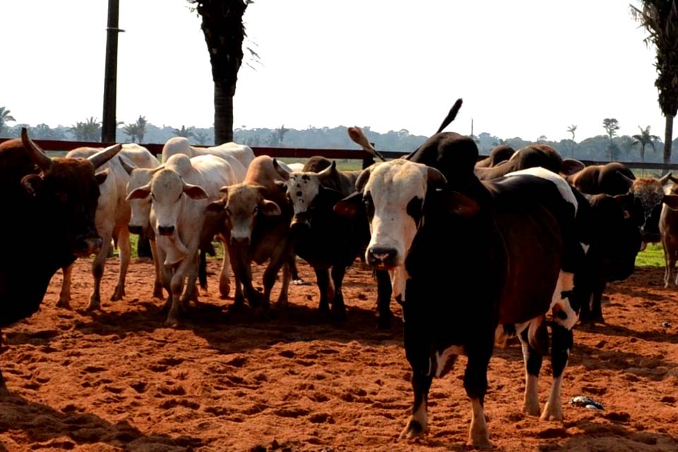 Primeira etapa da campanha de declaração de rebanhos em Rondônia inicia neste sábado, 1