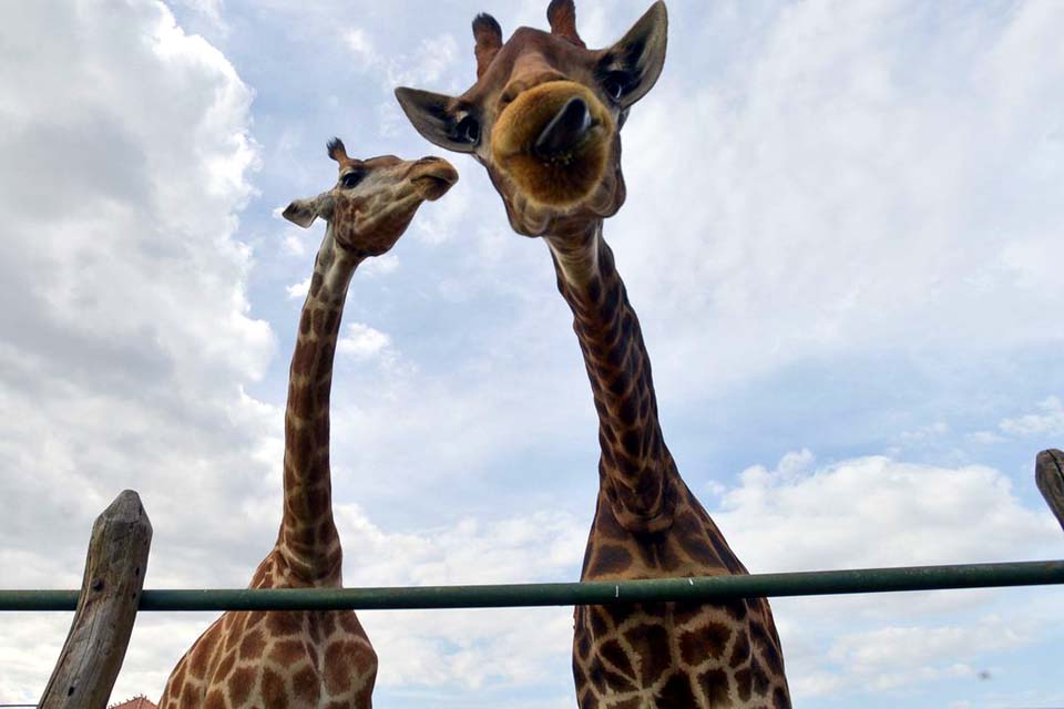 PF indicia 4 pessoas por crimes associados à importação de 18 girafas