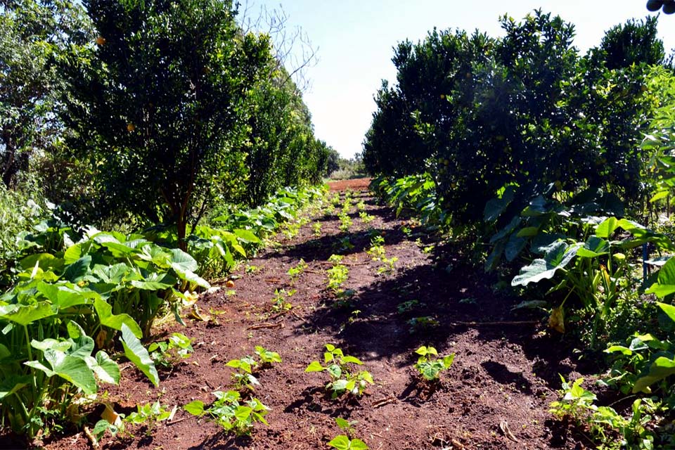 FAO e países lusófonos querem impulsionar agricultura familiar