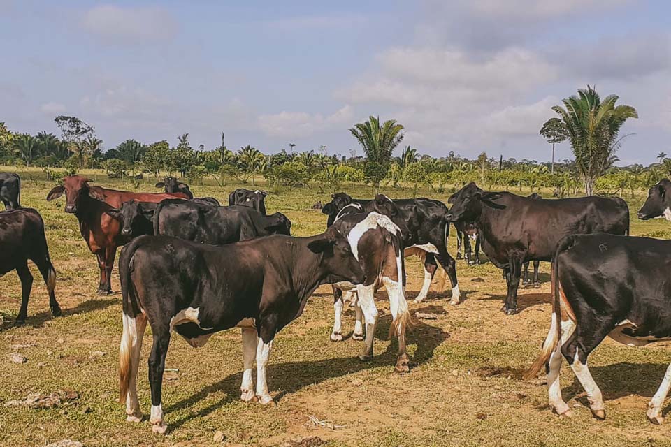 Porto Velho está em 1º lugar entre as capitais na produção de gado no Brasil; pesquisa do IBGE aponta município com 1,5 milhão de animais