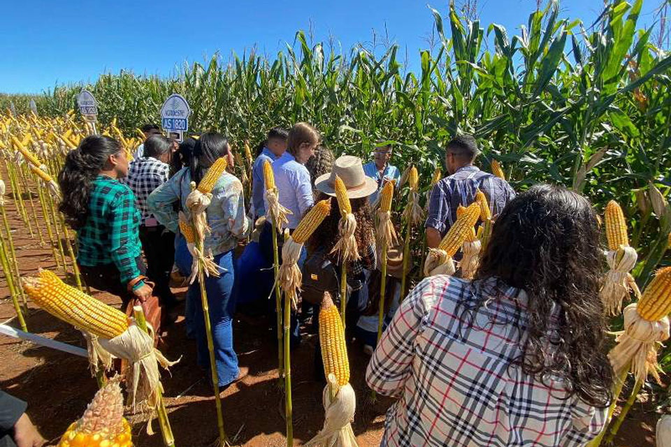 Estudantes do Campus Colorado do Oeste participam em Cerejeiras do 10º Tour Milho Safrinha