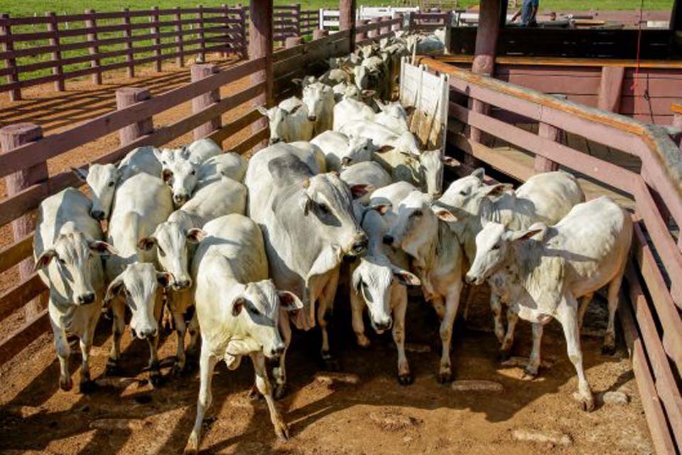 Idaron organiza capacitação técnica para fortalecer vigilância sobre suspeitas de doenças em animais de produção de Rondônia