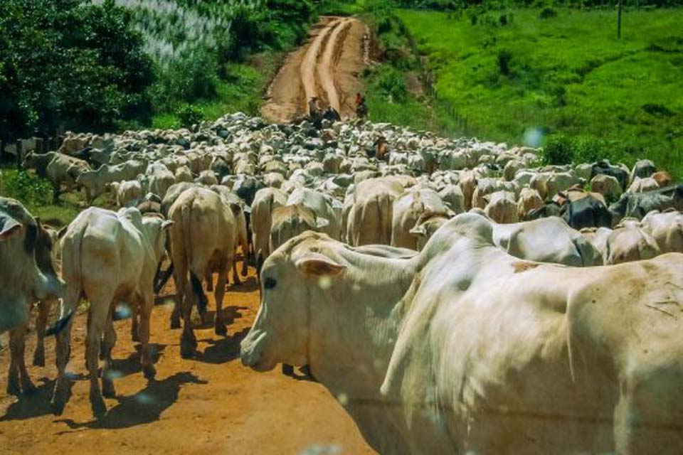 Minuta de Projeto de Lei que trata da defesa animal em Rondônia é submetida à consulta pública