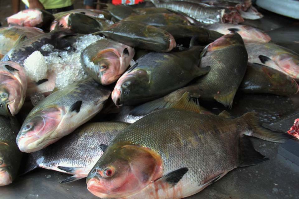 Governo de Rondônia fomenta piscicultura; produção de tambaqui cresce no Estado