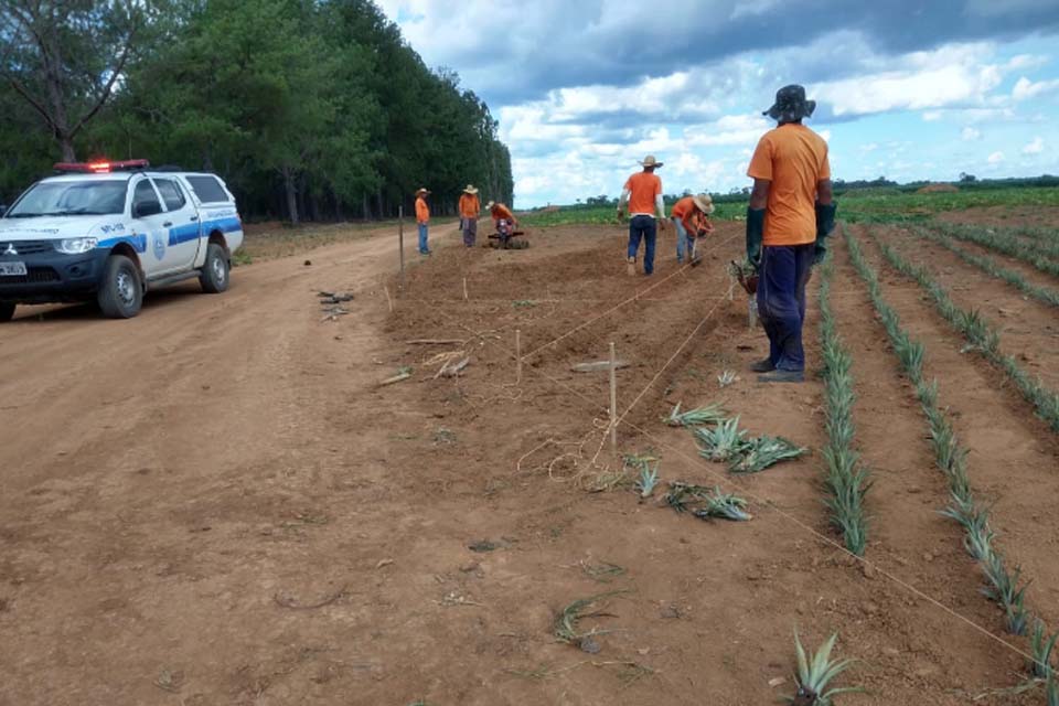 Reeducandos recebem capacitação profissional e se preparam para colheita de 6 mil abacaxis