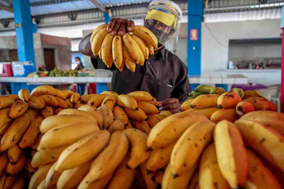 Produção de bananas em Rondônia deve manter estabilidade para a safra de 2021