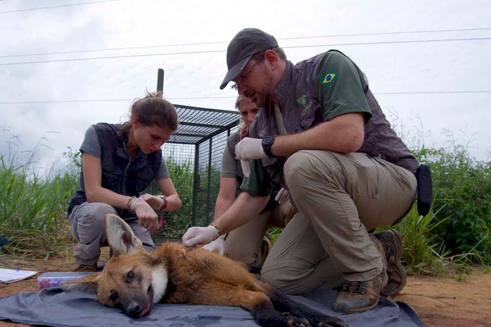 Conservação do lobo-guará beneficia produtores rurais, dizem biólogos