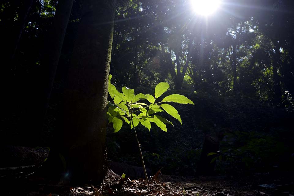 Mata Atlântica: Salles revoga despacho sobre regularização de invasões