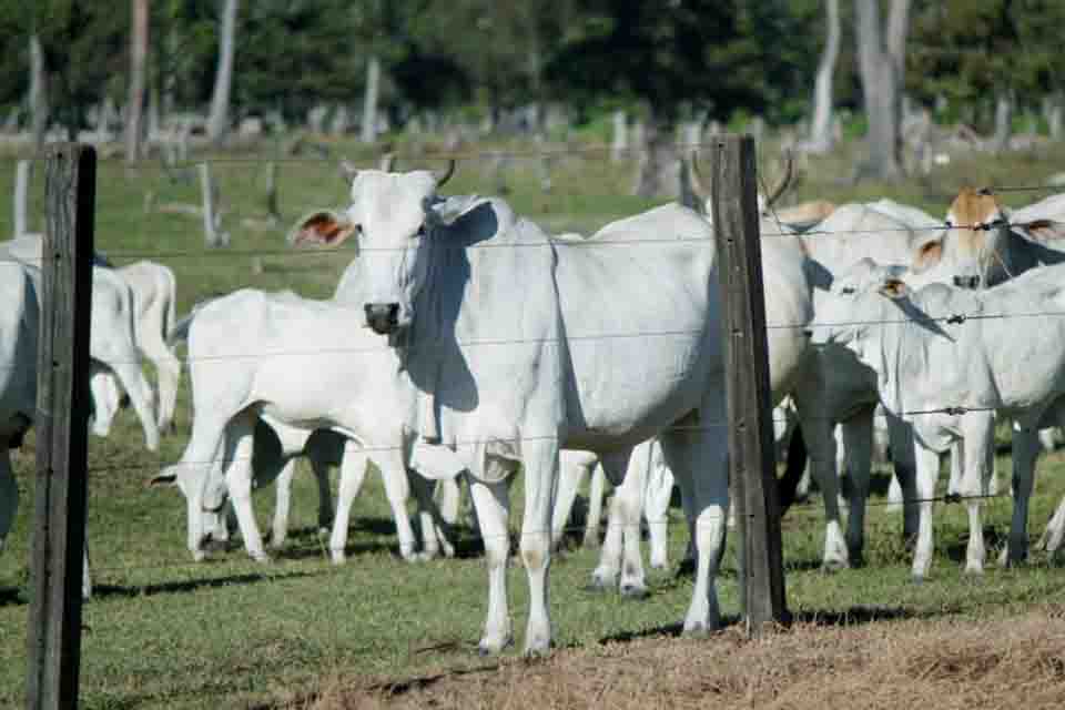 Mais de 90% dos pecuaristas de Rondônia já declararam ter vacinado rebanho; prazo encerra nesta sexta-feira, 10