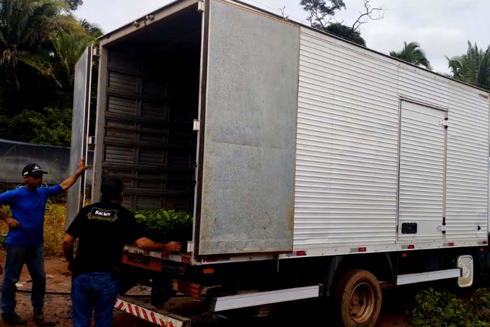 Prefeitura de Jaru realiza o transporte de mudas de café clonal para produtores rurais da Linha Nova