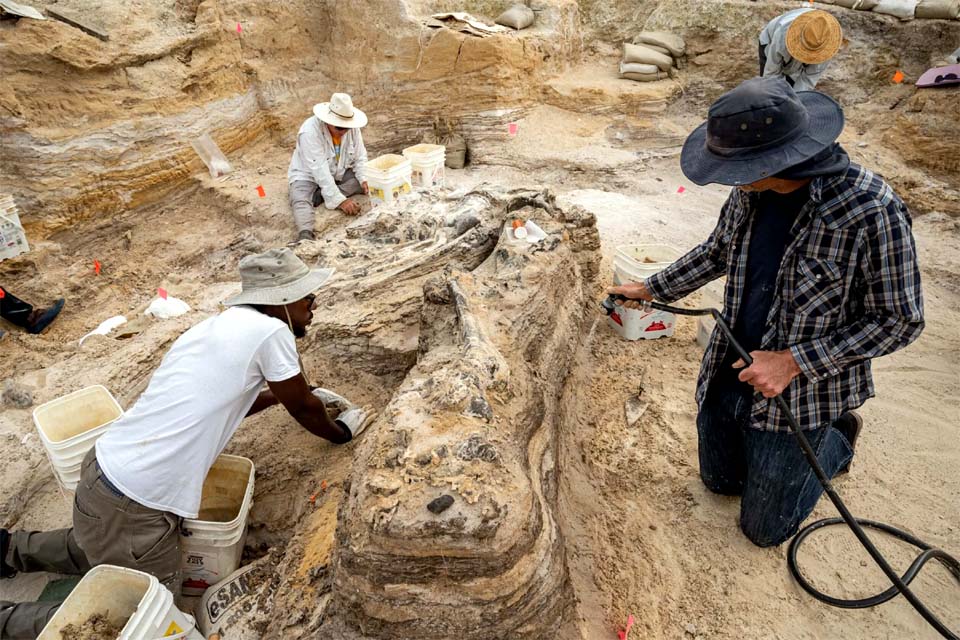 Fósseis de antigos parentes dos elefantes são desenterrados por arqueólogos