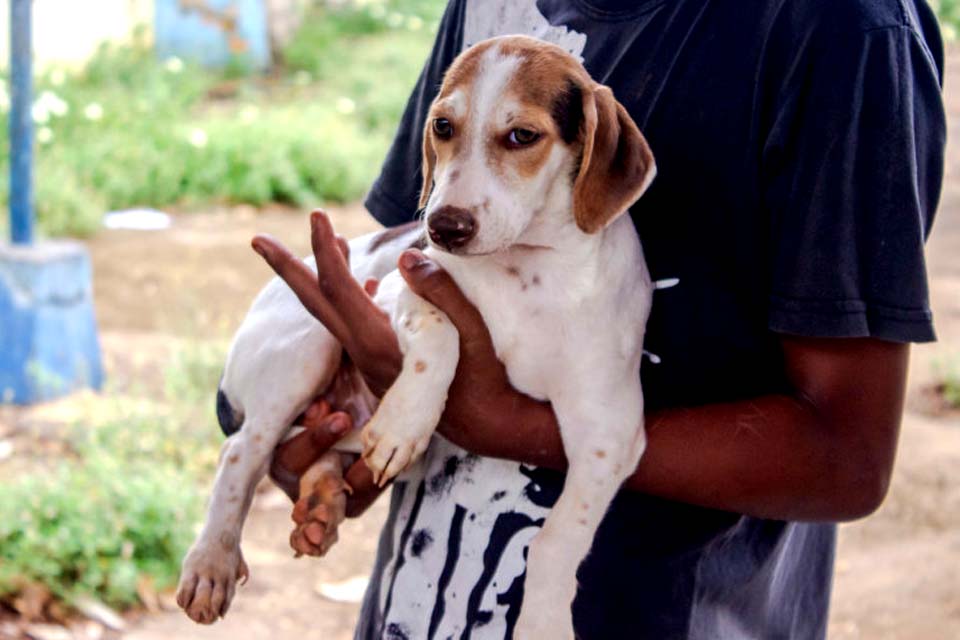 Saiba como funciona o serviço de bem-estar animal em Porto Velho