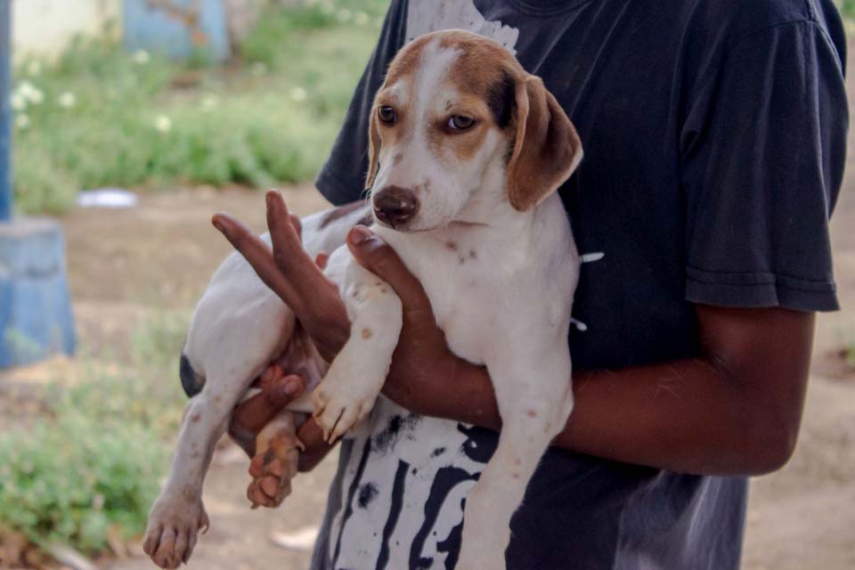 Cerca de 200 animais já foram castrados gratuitamente pela Prefeitura em Porto Velho