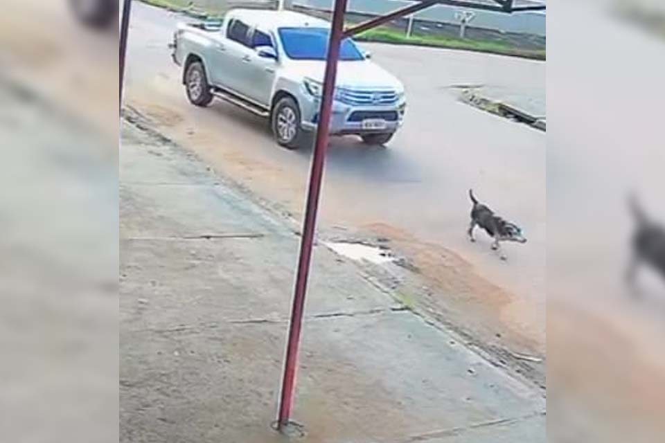 Motorista atropela e mata cachorro em Porto Velho; população busca identificar autor do crime