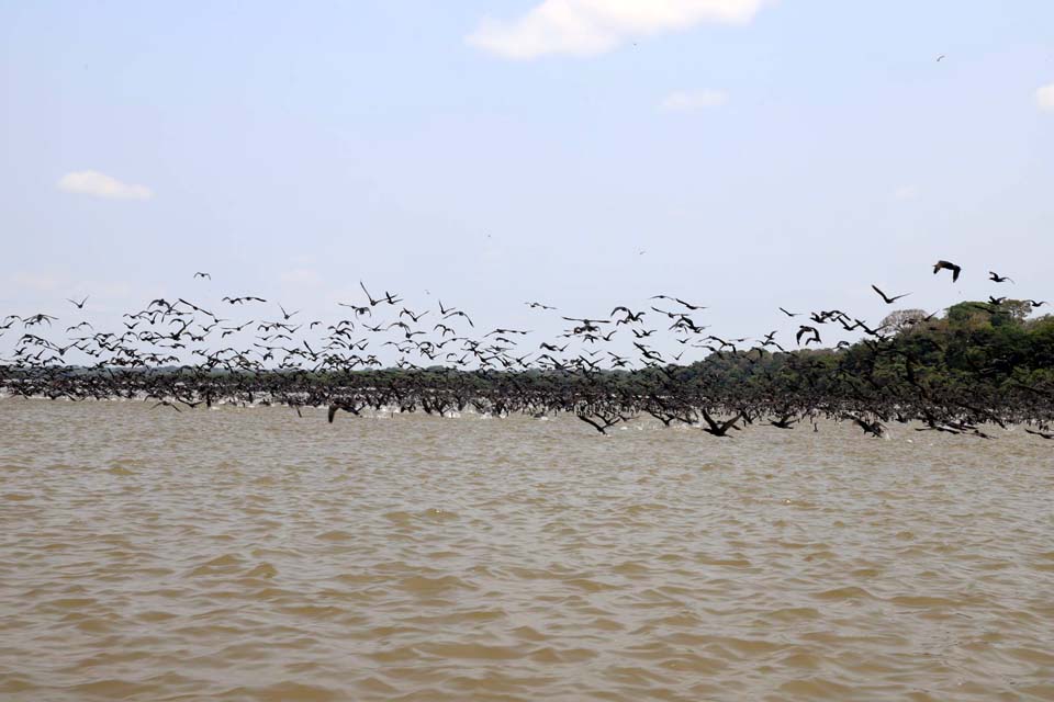 Conheça as belezas naturais do Lago do Cuniã em Porto Velho