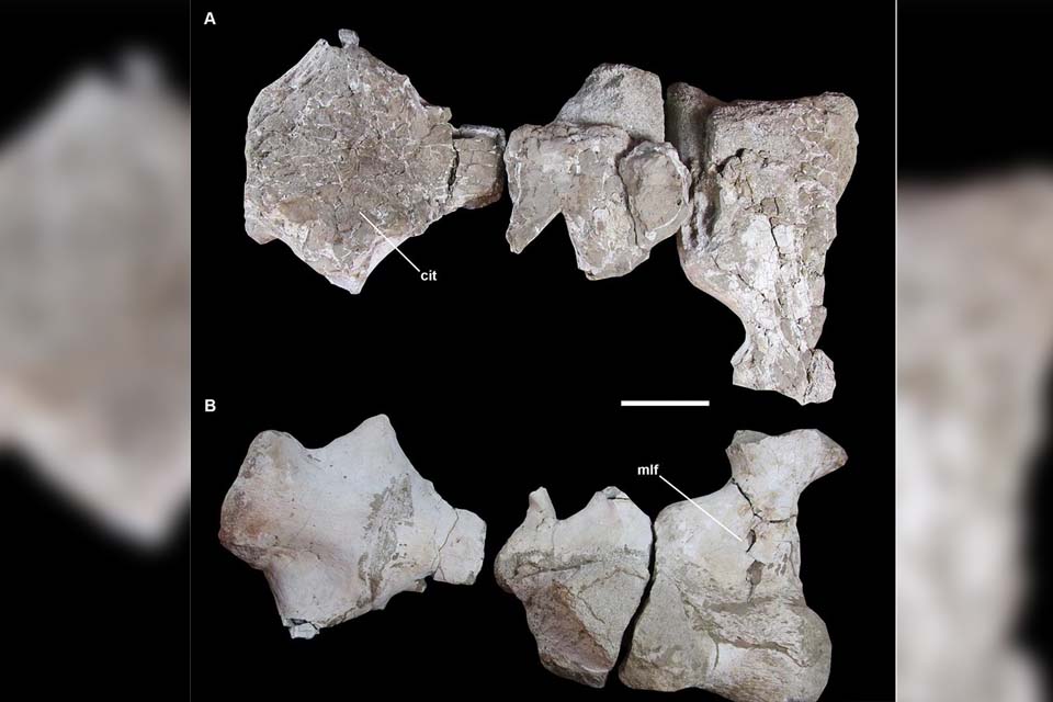 Cientistas descobrem duas novas espécies de dinossauro na China