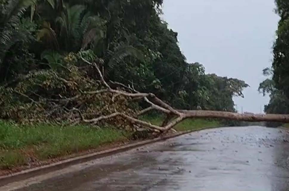 Defesa Civil Municipal libera tráfego na Estrada 13 de Setembro após queda de árvore, durante forte chuva