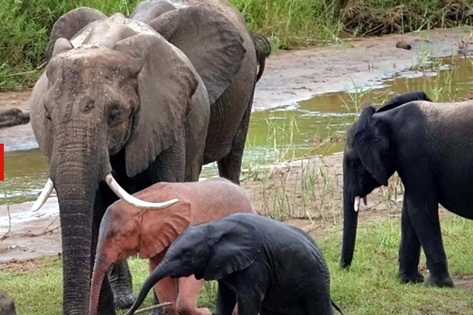 Elefante rosa considerado raro é avistado na África do Sul por grupo de turistas