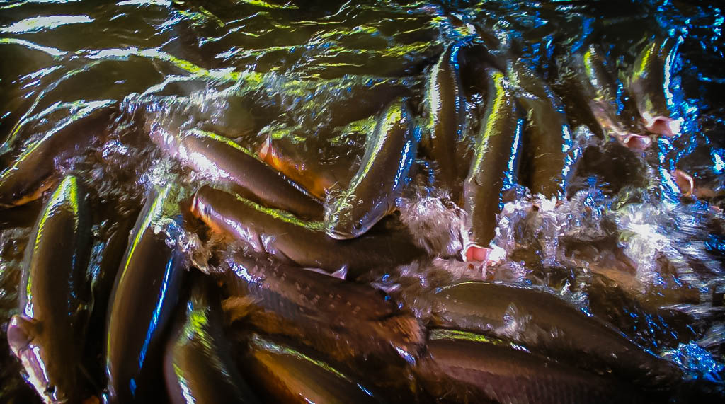 Capacitação estuda espécies de peixes no rio Madeira e alerta à importância de identificar invasores