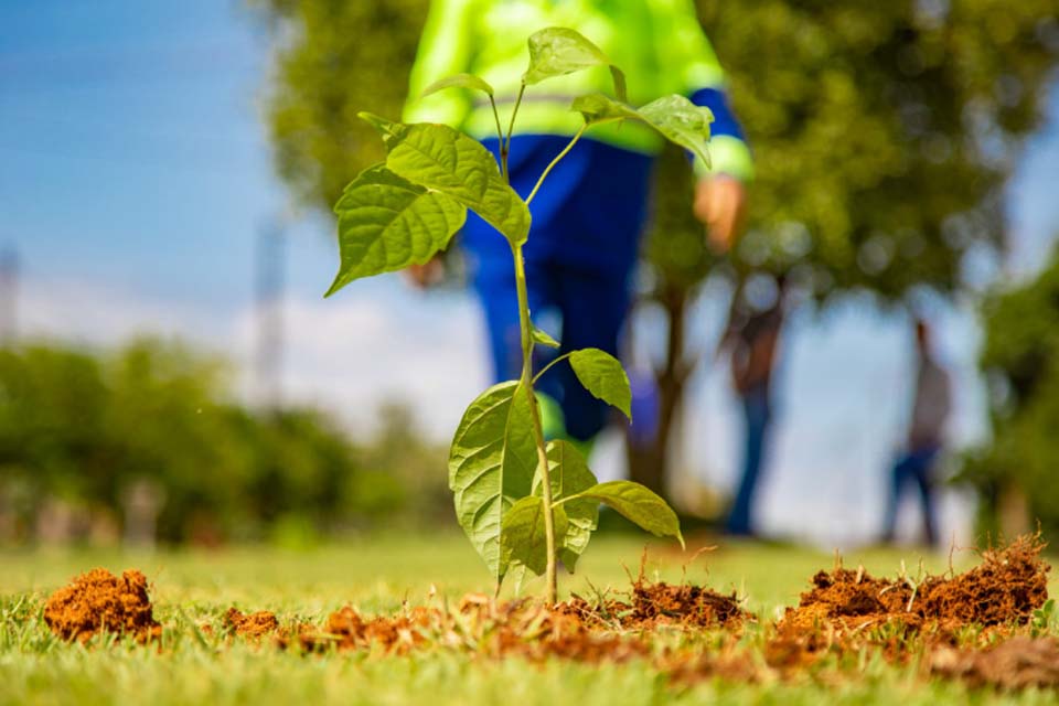 Ações da Secretaria de Meio Ambiente e Agronegócio de Jaru contribuem para o processo de arborização no município