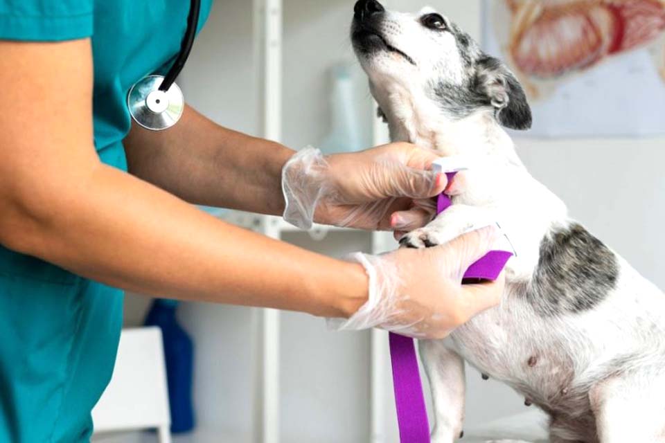 Prefeitura abre processo seletivo para a contratação de médicos veterinários