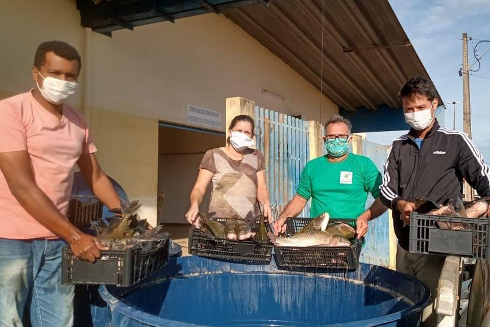 Prefeitura recebe mais uma doação com 1.300 quilos de peixes para serem destinados às famílias carentes