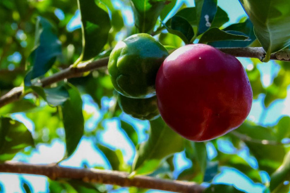 Mais de 70 agroindústrias familiares de Rondônia trabalham com a produção de polpa de frutas