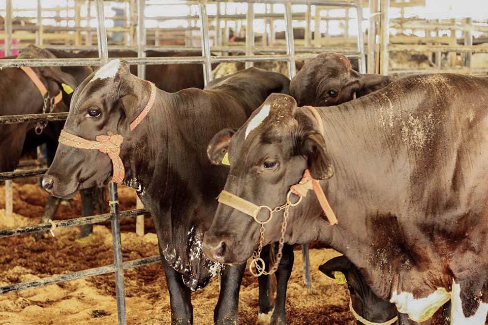 Idaron firma termo de cooperação técnica para estimular notificação de doenças ao serviço veterinário oficial de Rondônia