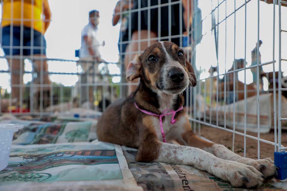 Segunda Feira de Adoção de Cães e Gatos contará com vacinação antirrábica