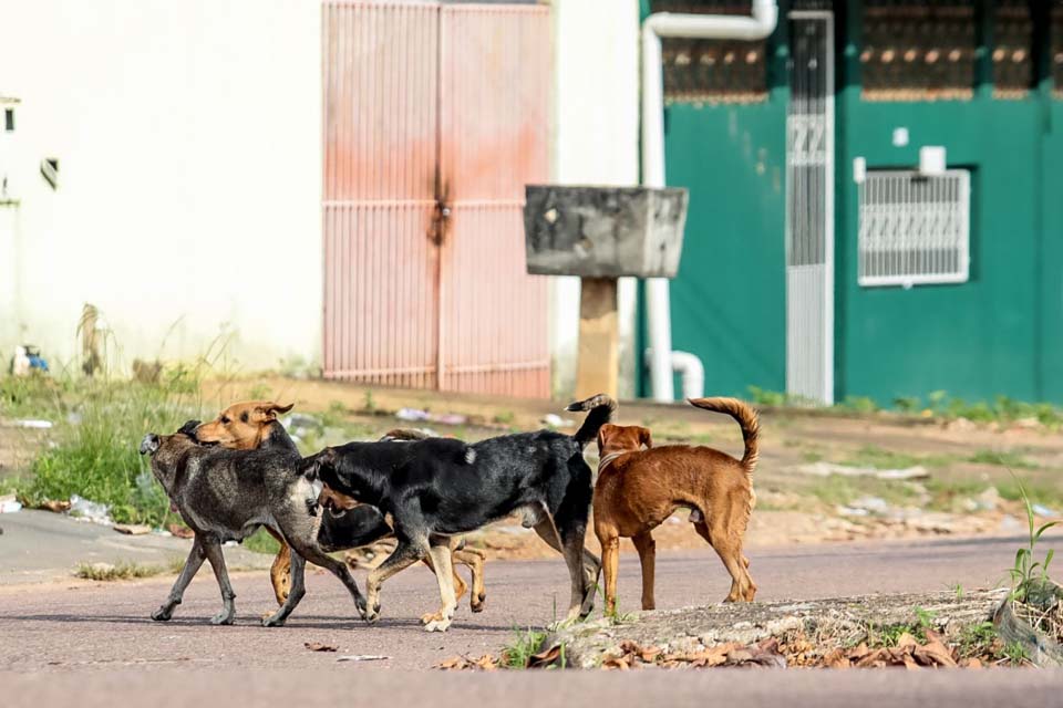 Cadastro para castração de cães e gatos segue em Porto Velho